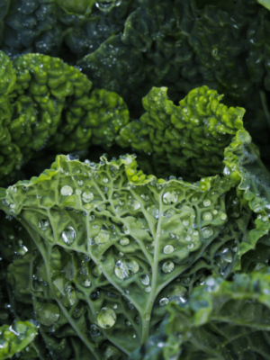 Organic Green Kale
